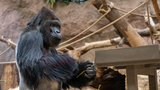 Světový den goril a oslavy 60 let jejich chovu v Zoo Praha